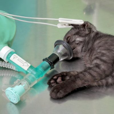 Cum sa ai grija de o pisica dupa anestezie dupa o interventie chirurgicala, 6 fotografii, video