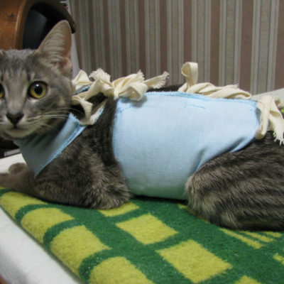 Як доглядати за котом після наркозу після операції, 6 фото, відео