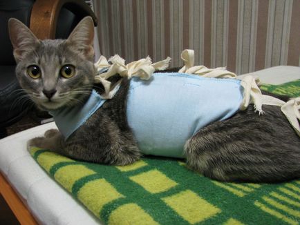 Cum sa ai grija de o pisica dupa anestezie dupa o interventie chirurgicala, 6 fotografii, video