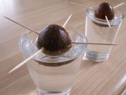 Как да расте едно авокадо от камък у дома да имат плодовете на