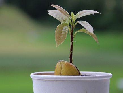 Cum să crească avocado de la un os în casă, astfel încât să fie fructe