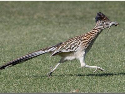 Californian cuckoo-plantain - un excelent alergător