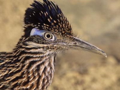 Californian cuckoo-plantain - un excelent alergător