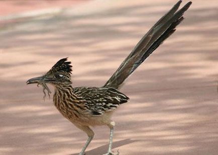 Californian cuckoo-plantain - un excelent alergător