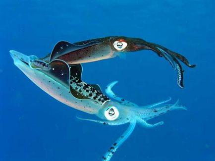 Squids, squid uriase, squid animale, animale