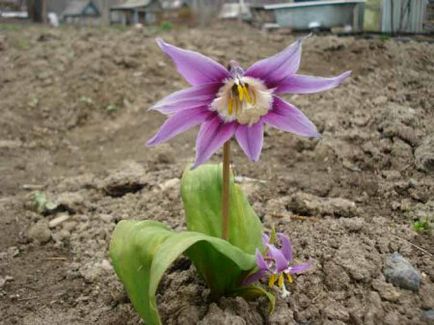 Erythronium ültetés és virág gondozás