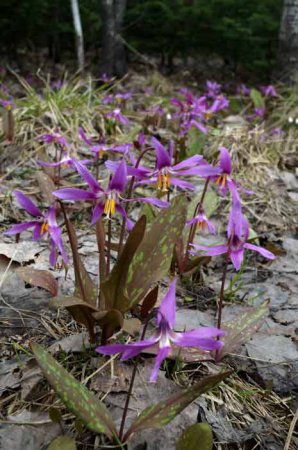 Erythronium ültetés és virág gondozás