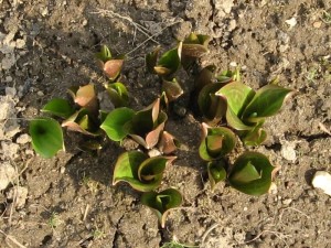 Erythronium termesztés és karbantartás, az áruház blog