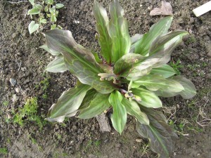 Erythronium termesztés és karbantartás, az áruház blog