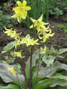 Erythronium termesztés és karbantartás, az áruház blog