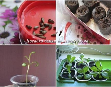 Capete margarete (osteospermum) care cresc din butași, semănat semințe și îngrijire, revista pentru femei