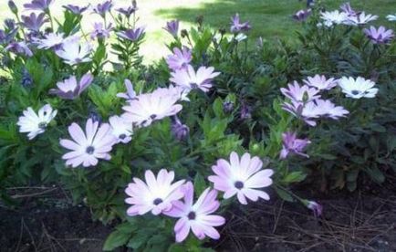 Cape Daisy (Osteospermum) növekszik a dugványok, magvetés és gondozás, női magazin