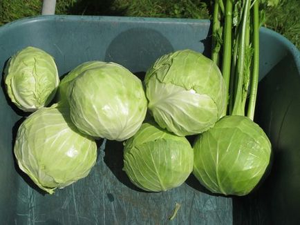 Késői káposztafélék legjobban, hogyan válassza ki a magokat káposzta Hollandiából (káposzta) Késői káposztafélék legjobban, hogyan válassza ki a magokat káposzta Hollandia