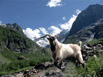 Rasă de capră Karachay