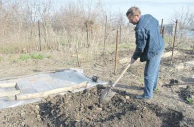 Картопля в курганах, підсобне господарство