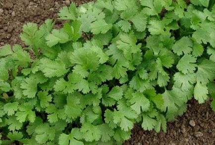 Cilantro plantare și îngrijire în aer liber, cum să aibă grijă de