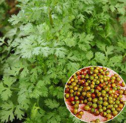 Cilantro plantare și îngrijire în aer liber, cum să aibă grijă de