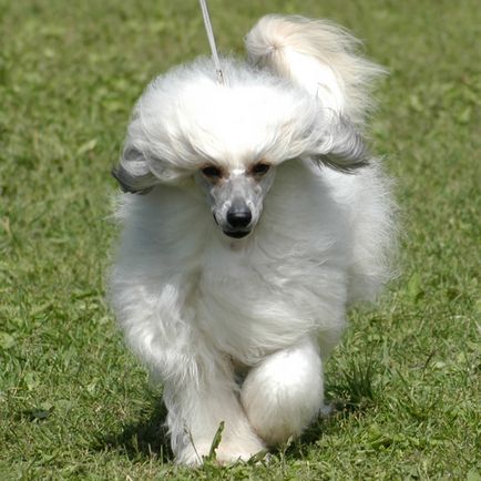 Chinezesc Crested Dog