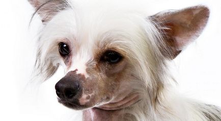 Chinezesc Crested Dog