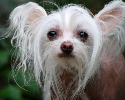 Chinezesc Crested Dog