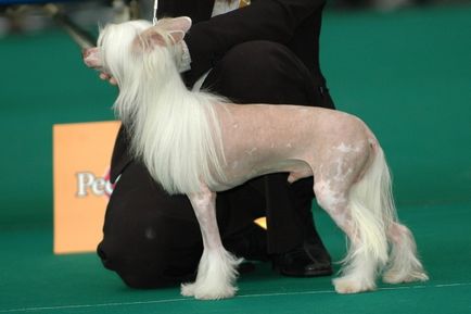 Chinezesc Crested Dog