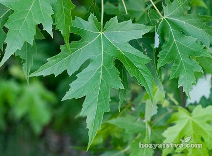 Maple - a legszebb díszítő fajok (telepítési kert uchaska) Maple - a legszebb díszítő fajok