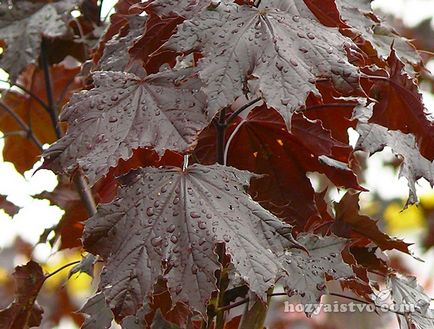Maple - a legszebb díszítő fajok (krimson király) Maple - a legszebb díszítő fajok