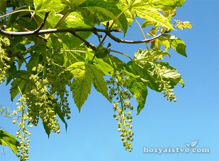 Maple - cele mai frumoase specii ornamentale
