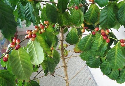 Îngrijirea plantelor de cafea acasă în spatele copacului, fotografie și video