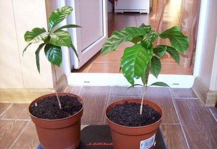 Кава рослина догляд в домашніх умовах за деревом, фото і відео