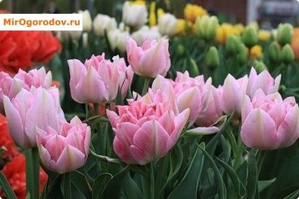 Коли садити тюльпани восени думку досвідчених садівників