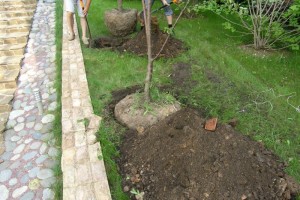 Amikor a növény egy cseresznye a külvárosokban a tavasszal vagy ősszel (cseresznye) Amikor a növény egy cseresznye a külvárosokban a tavasszal vagy ősszel