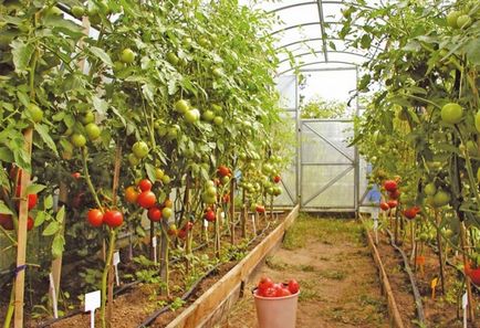 Коли висаджувати помідори в теплицю з полікарбонату