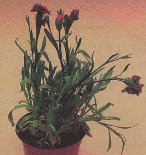 Plante de interior de cuișoare (dianthus)