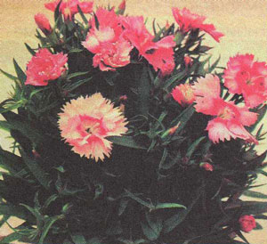 Plante de interior de cuișoare (dianthus)