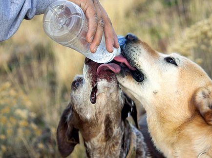 Câini de hrănire pe câini de vânătoare pe termen lung - câini de vânătoare