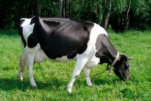 Корови молочної породи