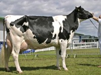 Корови молочної породи