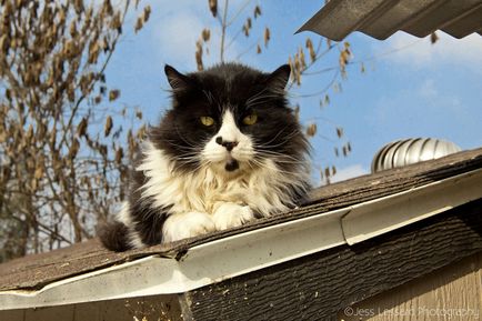 Котяча радість 700 прекрасних кошенят під одним дахом