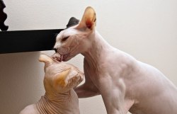 Cat Sphynx - descrierea rasei, pretului si pozei