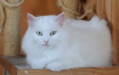 Szfinx macska - fajta leírását, árát és képek