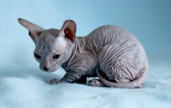 Cat Sphynx - descrierea rasei, pretului si pozei