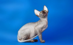 Кішка сфінкс - опис породи, ціна і фото