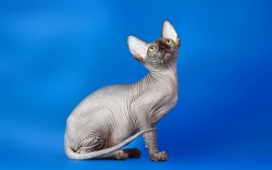 Cat Sphynx - descrierea rasei, pretului si pozei