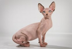 Cat Sphynx - descrierea rasei, pretului si pozei