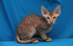 Cat Sphynx - descrierea rasei, pretului si pozei