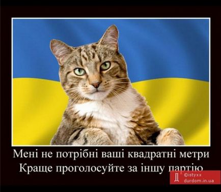 Кот - це українець в спортивному костюмі, новини на