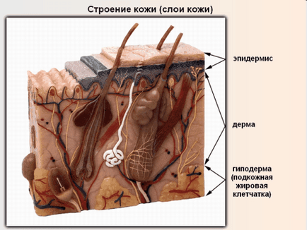 Шкіра голови 3