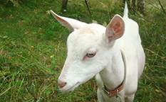Кози зааненской породи - приватна ферма в Істрінському районі