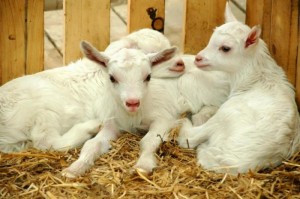 Producție de caprine, produse de capră, fermă de origine